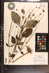 Coreopsis pubescens image