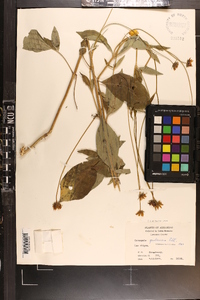 Coreopsis pubescens image