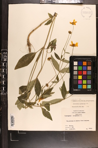 Coreopsis pubescens image