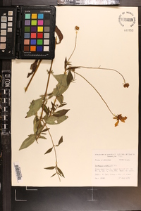 Coreopsis pubescens image