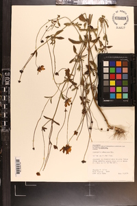 Coreopsis pubescens image