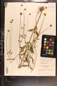 Coreopsis pubescens image