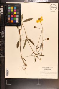 Coreopsis pubescens image