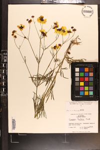 Coreopsis tinctoria image