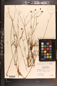 Coreopsis tinctoria image