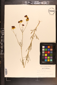 Coreopsis tinctoria image