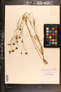 Coreopsis tinctoria image