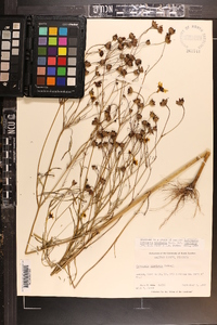 Coreopsis tinctoria image