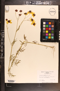 Coreopsis tinctoria image