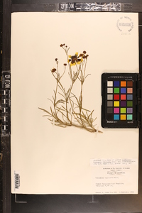 Coreopsis tinctoria image