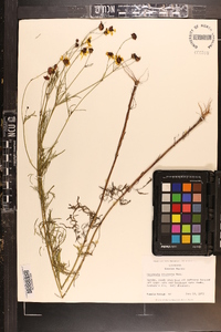 Coreopsis tinctoria image