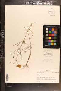 Coreopsis tinctoria image