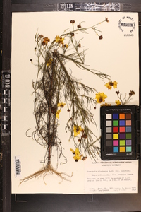 Coreopsis tinctoria image