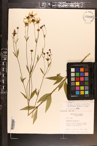 Coreopsis tripteris image