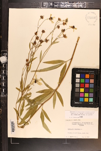 Coreopsis tripteris image