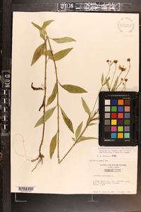 Coreopsis tripteris image