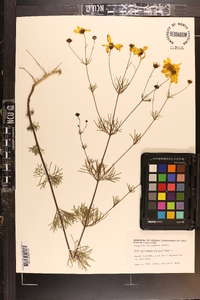 Coreopsis verticillata image