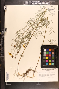 Coreopsis verticillata image