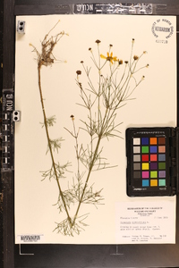 Coreopsis verticillata image