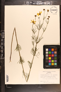 Coreopsis verticillata image