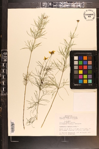 Coreopsis verticillata image