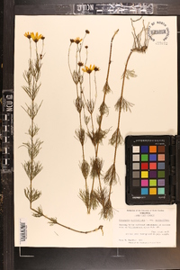 Coreopsis verticillata image