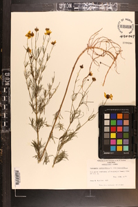 Coreopsis verticillata image