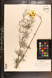 Coreopsis verticillata image