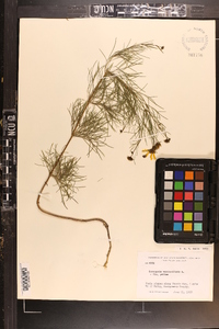 Coreopsis verticillata image