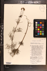 Coreopsis verticillata image