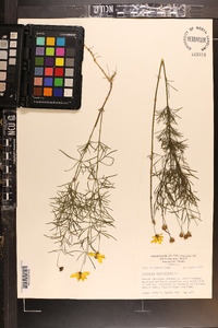 Coreopsis verticillata image