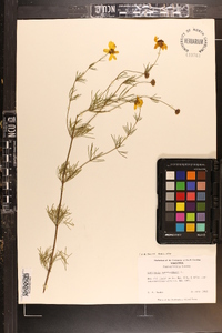 Coreopsis verticillata image