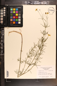 Coreopsis verticillata image