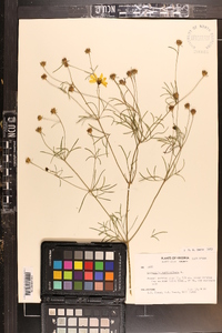 Coreopsis verticillata image