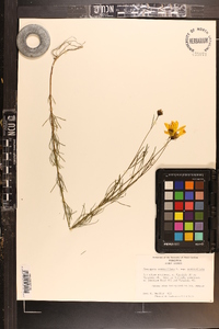 Coreopsis verticillata image