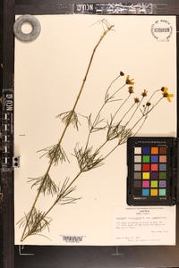 Coreopsis verticillata image