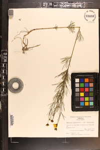 Coreopsis verticillata image