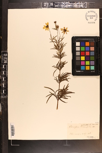 Coreopsis verticillata image