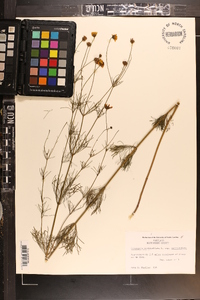 Coreopsis verticillata image