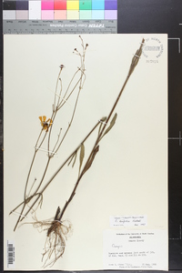 Coreopsis linifolia image