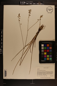 Schoenolirion albiflorum image