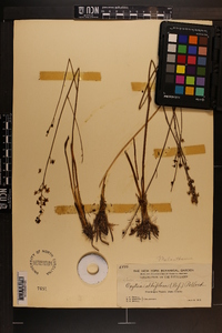 Schoenolirion albiflorum image