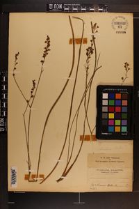 Schoenolirion albiflorum image