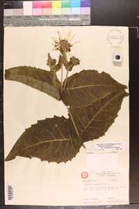 Silphium perfoliatum var. connatum image