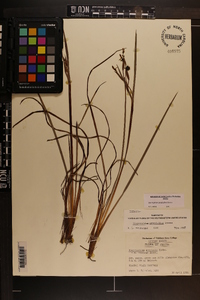 Sisyrinchium xerophyllum image