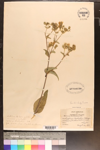 Silphium brachiatum image