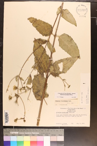 Silphium brachiatum image