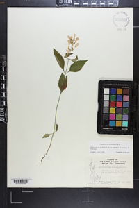 Scutellaria pseudoserrata image