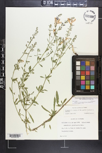 Scutellaria glabriuscula image