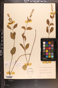 Scutellaria altamaha image